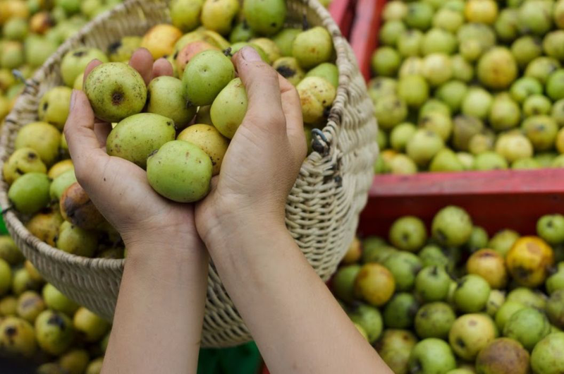 Cách Làm Dấm Táo Mèo